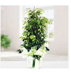 ficus 